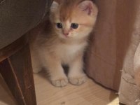 SCOTTİSH STRAİGHT PRENSESLERİM
