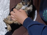 Yorkshire terrier yorki