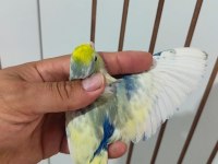 Renk renk forpus papağanı