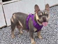 Kurulu Düzen Damızlık French Bulldoglar