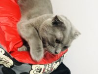 Oğlumuz mıncır scottish fold