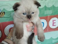 British blue point kızımın yavrularıdır