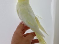 Damızlık Sultan Papağanları