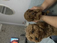 DÜNYALAR TATLISI TOY POODLE
