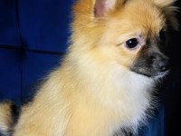 Çok uygun Fiyatlı Tuvalet Eğitimli Pomeranian Spitz
