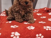 Toy Poodle Sağlıklı Ve Bakımlı