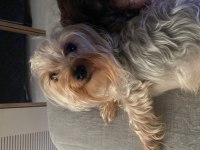 Yorkshire terrier teacup