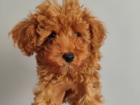 3 aylık erkek toy poodle
