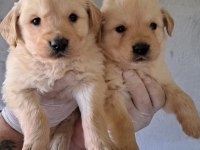 AKKUŞ ÜRETİM ÇİFTLİĞİNDEN GOLDEN RETRİEVER YAVRULARI