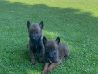 Orijinal malinois yavrular maskeli kalite burada