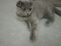 Safkan scottish fold son yavrumuz