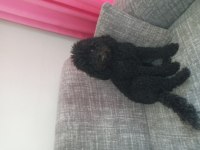 Sevgi Dolu Eğitimli Poodle