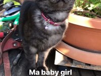 British shorthair kısır dişi kedimiz