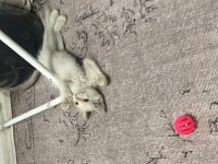 Ankara kedisi kırması 2 aylık dişi