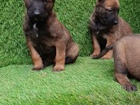 İyisini Büyütmek İsteyenlere Malinois Yavrularmız