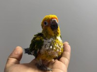 GÜNEŞ KONUR YAVRU EL BESLEME