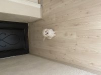 Acil ömürlük yuva aranıyor oyuncu aşıları tam terrier