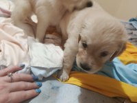 Oyuncu golden retriever bebekler