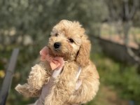 50 günlük orijinal dişi toy poodle