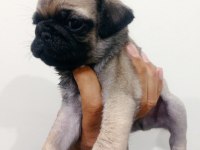 Pug mops yavrularımız