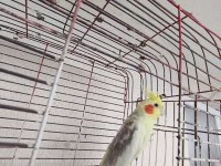 Acil satılık sultan papağanı çiko ismi