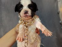 Terrier yavrular