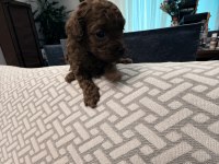 TESLİME HAZIR TEACUP POODLE YAVRULAR