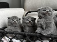 3 adet gri scottish fold yavrular