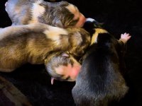 Soylu babadan A kalite husky yavrular Rezerve açık
