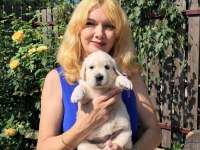 Golden Retriever Adrese Teslim Hizmetimiz Vardır