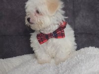 Muhteşem kaliteli maltese terrier yavrularımız