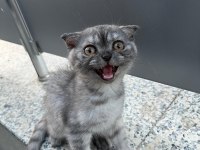 Safkan scottish fold 2 aylık erkek