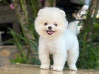 SEVİMLİ POMERANİAN BOO BEBEKLER