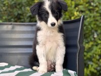 Petmode Köpek Çiftliğinden border coli yavrularımız