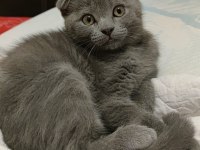 Scottish Fold Erkek