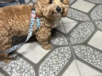 3 buçuk aylık maltipoo