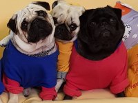 Black pug mops