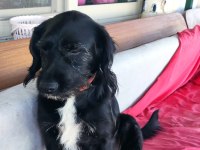 Bodrum Kayıp ilanı köpeğimiz için