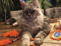 Scr li ve üretim izinli dev main coon bebekler