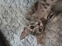 Tatlı Tekir Kedi