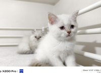 2 Aylık Longhair Ve Shorthair Dişi Yavrular