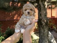Kore Maltipoo Köpeği