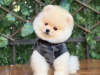 Pomeranian boo yavrumuz