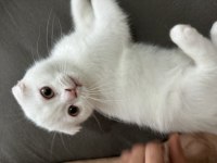2,5 aylık akıllı uslu oyuncu erkek scottish fold