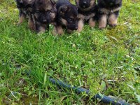 ALMAN KURT KÖPEĞİ YAVRULARI DİŞİ ERKEK MEVCUT ÖZELDEN ULAŞIN