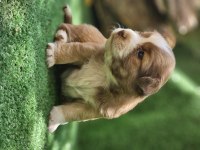 35 günlük çok sağlıklı jack russell yavrularımız
