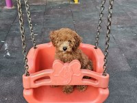 4 Aylık Dişi Oyun Bağımlısı Poodle