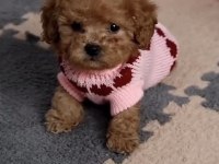 Toy Poddle Safkan Köpekler