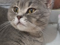 Afacan british shorthair kediler