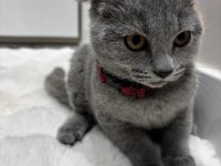 Çok oyuncu minnoş yavrularım